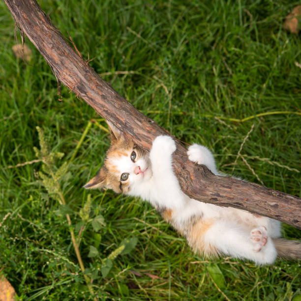 istock Ginger kitten hanging on the vine, close up, copy space 1346316023