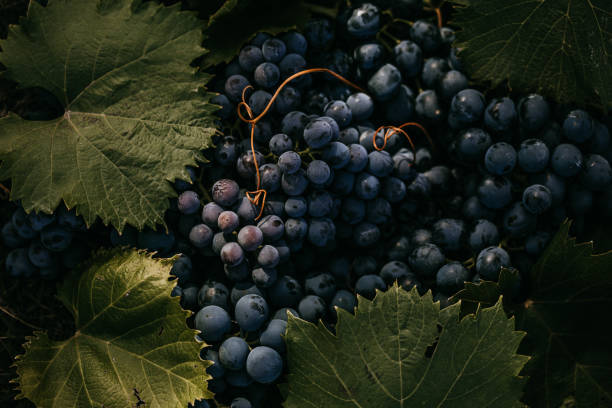 fundo fresco de uva vermelha escura - winemaking - fotografias e filmes do acervo