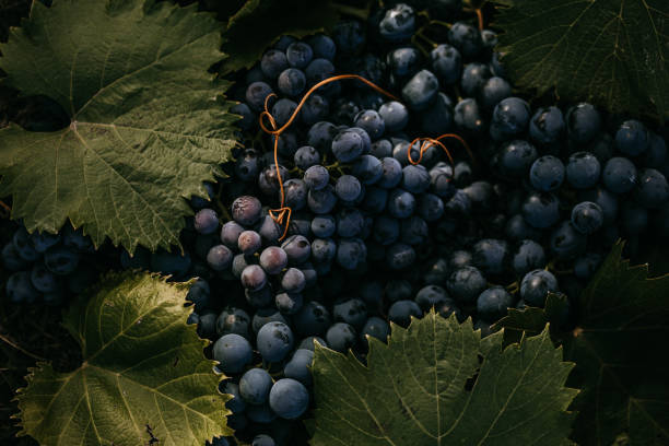 свежий темно-красный виноградный фон - winemaking стоковые фото и изображения