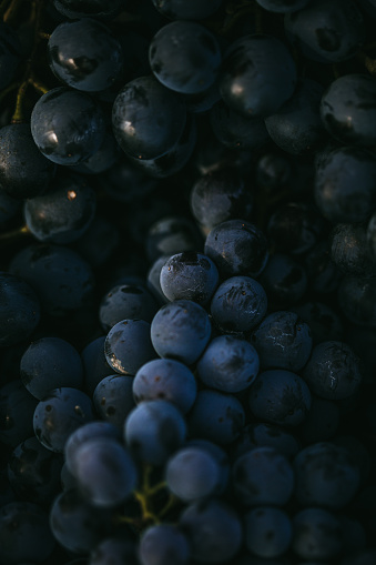 Dark toned photo of organic grape