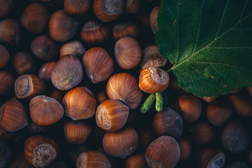 Close-up of hazelnuts in shell