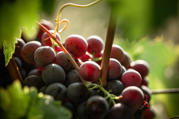 uva vermelha no vinhedo - red grape grape fruit sweet food - fotografias e filmes do acervo