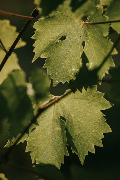 Vine leaf surface macro