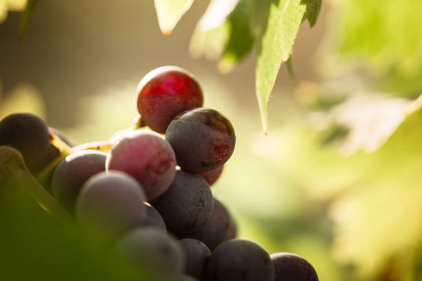 czerwone winogrona w winnicy - red grape grape fruit sweet food zdjęcia i obrazy z banku zdjęć