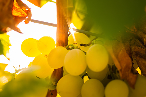 Harvesting organic white grape in vineyard