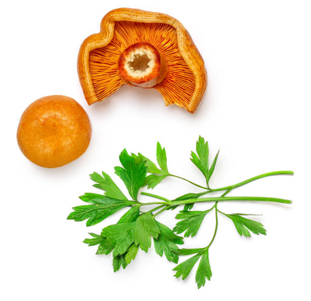 istock Red pine mushrooms  with parsley leaf  isolated  on white background. View from above. .  Flat lay. 1346316736