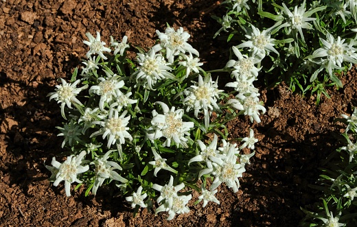 a small bush of edelweiss flower on brown ground in austria