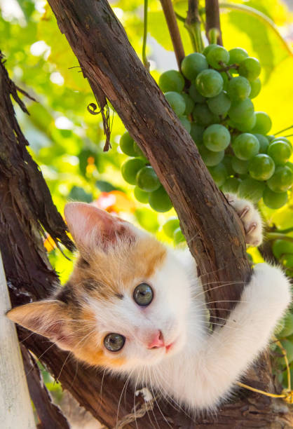 Ginger kitten on a vine with bunches of grapes close up, copy space