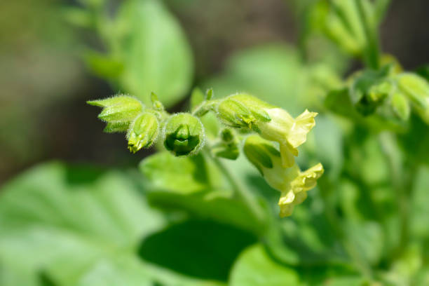 Aztec tobacco Aztec tobacco - Latin name - Nicotiana rustica nicotiana rustica stock pictures, royalty-free photos & images