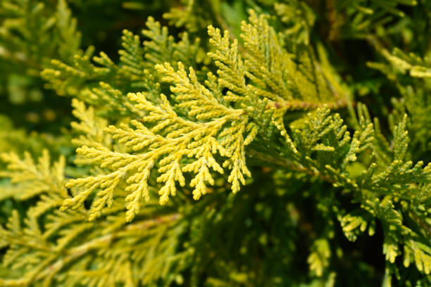 Lawsons Cypress Sunkist Lawsons Cypress Sunkist - Latin name - Chamaecyparis lawsoniana Sunkist port orford cedar stock pictures, royalty-free photos & images