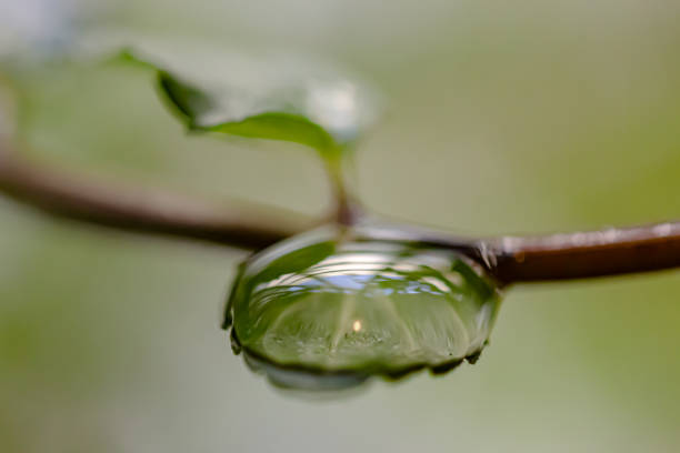 istock close up of a water drop on a leaf 1346320466