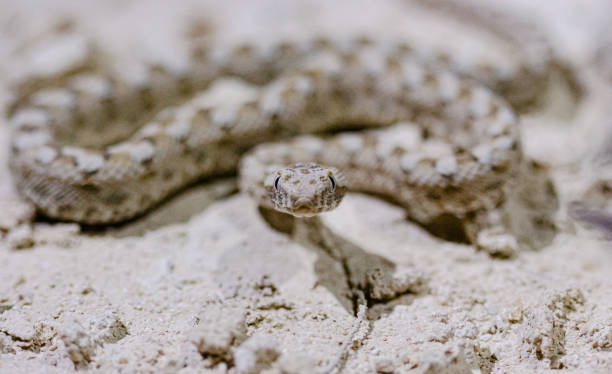 istock footage of a Viper ready for attack in the desert 1346320612