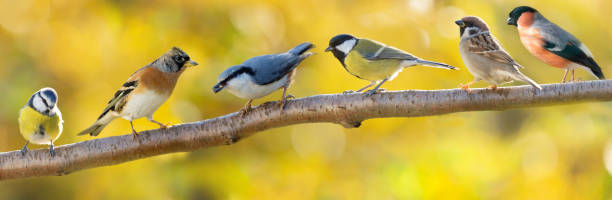 Group of various little birds sitting on branch of tree on autumn background stock photo