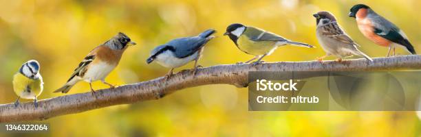 Group Of Various Little Birds Sitting On Branch Of Tree On Autumn Background Stock Photo - Download Image Now