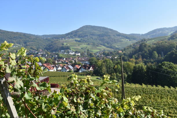 istock Rebland Baden Wine Country Germany 1346322499