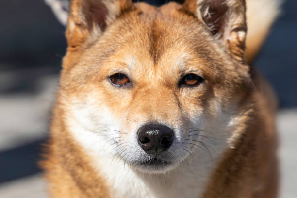istock close up of a japanese dog (shiba inu) looking at camera - frontal view - selective focus 1346322593