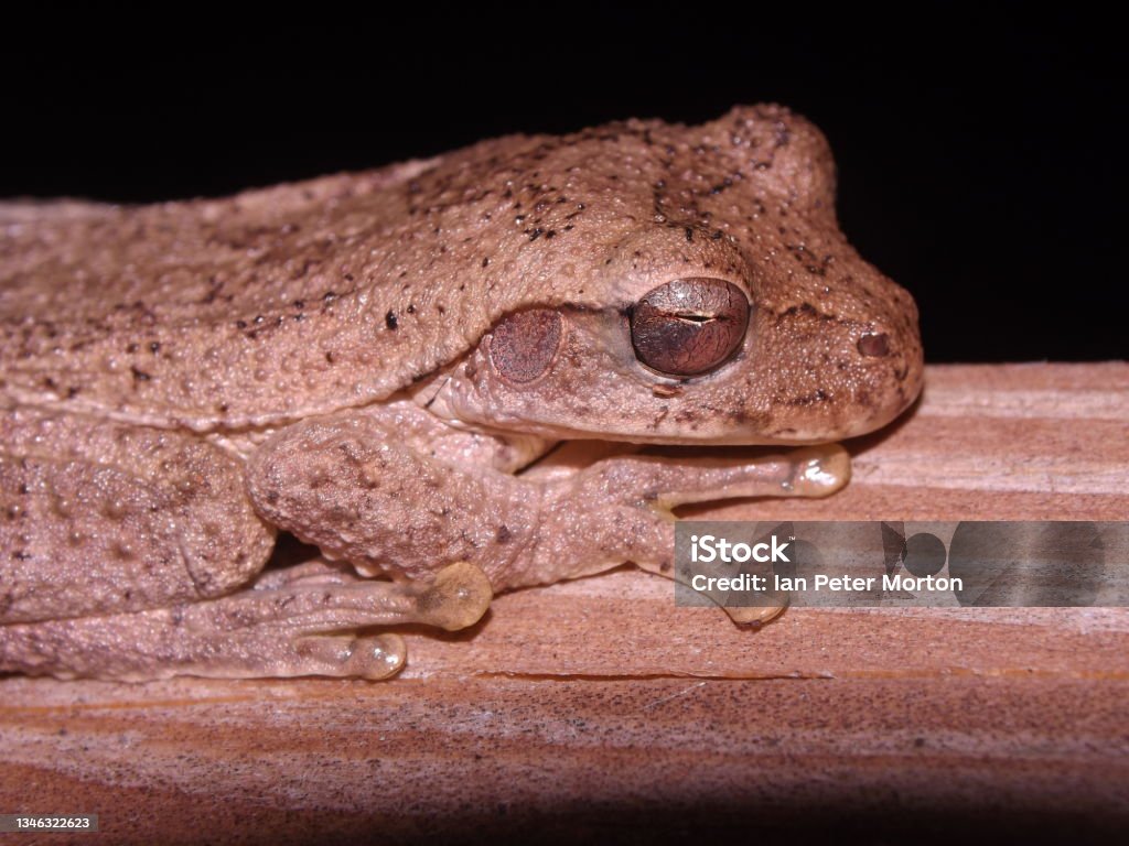 Mexican Treefrog close up of head of a Mexican Treefrog (Smilisca baudinii) camouflage and resting on a piece of brown wood Tree Frog Stock Photo