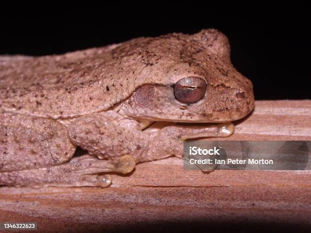 Mexican Treefrog Stock Photo - Download Image Now - Tree Frog, Amphibian, Animal