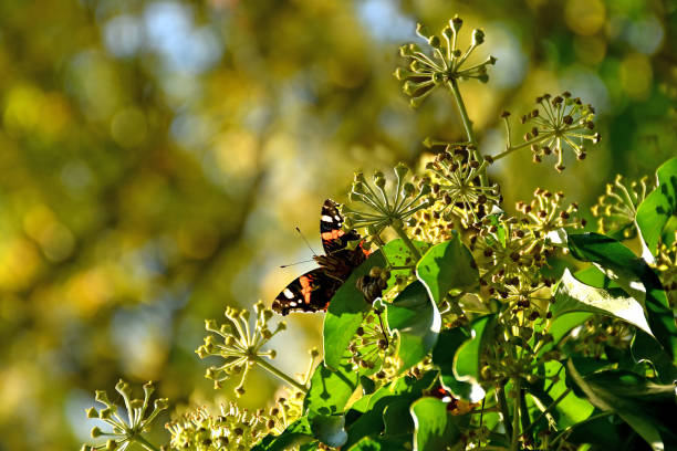 Red admiral, German butterfly on ivy flower