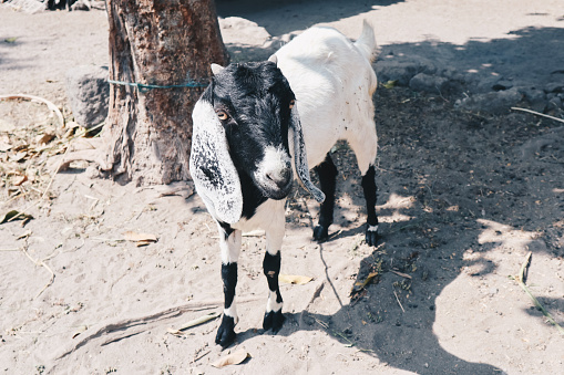 Etawa goat (Capra Aegagrus Hircus) or javanese goat on traditional animal market, java indonesia.