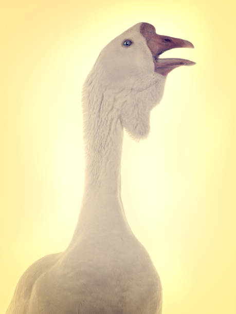 istock goose on yellow background in retro style 1346324818