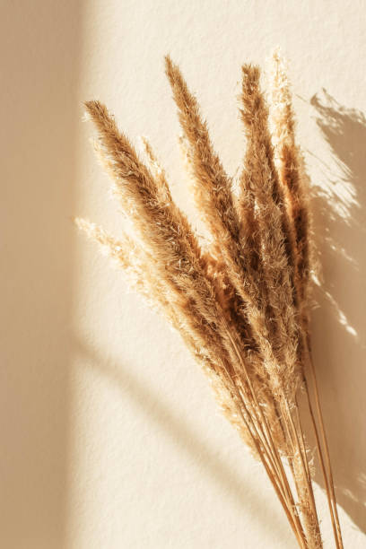 istock Dry spikelets, pampas grass  reed in vase. 1346326126