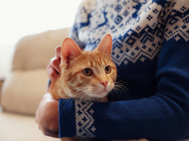 woman in sweater hugs ginger cat. stock photo