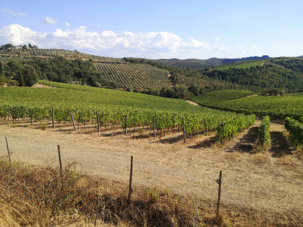 istock Vineyards in Rietine, Chianti, Tuscany 1346329117