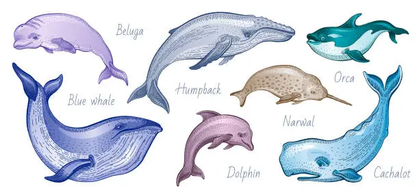 Vector illustration of Whale vector illustration set. Humpback, blue whale, orca, narwhal, cachalot, beluga. Sea sketch animal. Marine vintage animal. Ocean hand drawn isolated silhouette on white background. Watercolor art
