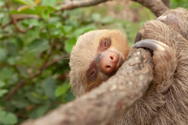 Specimen of Hoffmann's two-toed sloth, or Choloepus hoffmanni, clinging to a branch, asleep, in the Amazon rainforest, at the Dos Loritos wildlife rescue center, Peru