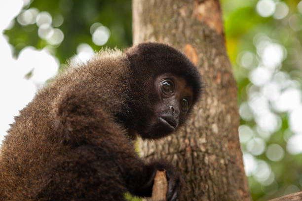 istock Baby Yellow-tailed woolly monkey, endemic to Peru 1346332417
