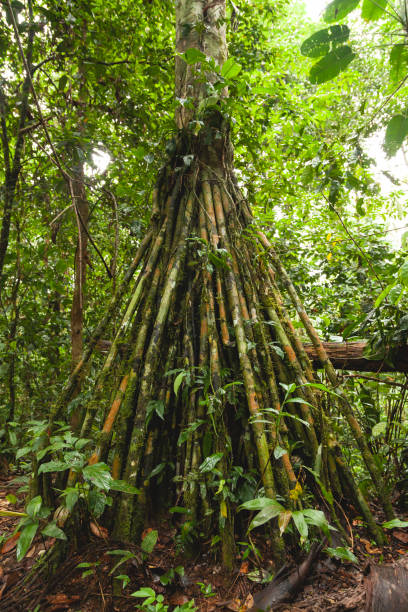 Impressive roots of a specimen of the Socratea exorrhiza or Walking palm tree species in the Amazon rainforest, in the Manu National Park