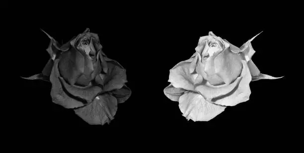 Photo of Black and white low and high key rose blossom pair vintage painting style macro with detailed texture on black background