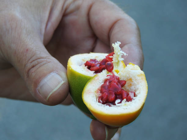 istock A kind of open passion fruit 1346332826