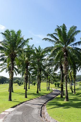 The golf course's paved road for walking with golf carts has green lawns and coconut palms all around.