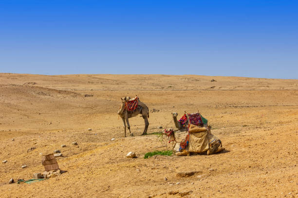 istock Camel in the dry desert, Egypt 1346335381