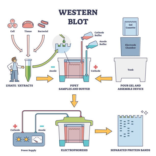 bildbanksillustrationer, clip art samt tecknat material och ikoner med western blot laboratory method for detecting specific proteins vector diagram - katod