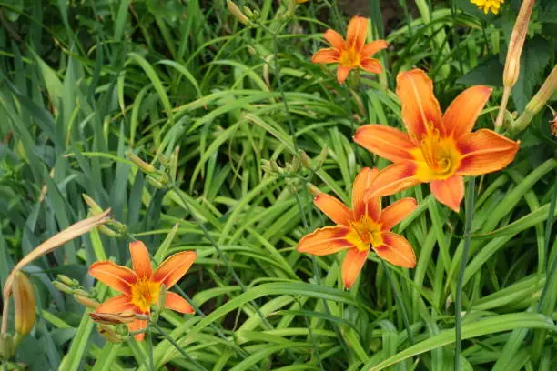 Four orange flowers and buds of common daylily in mid June