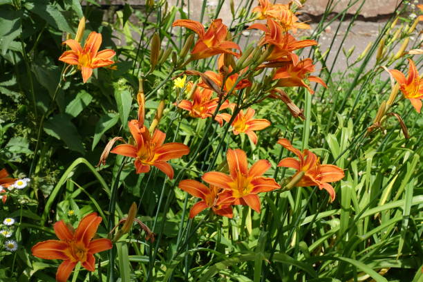 istock Florescence of common daylily in mid June 1346337632