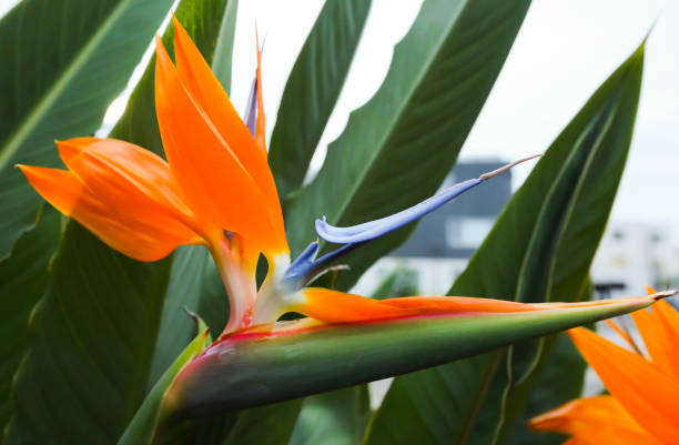 istock Bird of paradise plant 1346338633