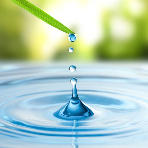 istock Water drops falling from grass blade into water on sunny day, closeup. Ecology protection 1346339361
