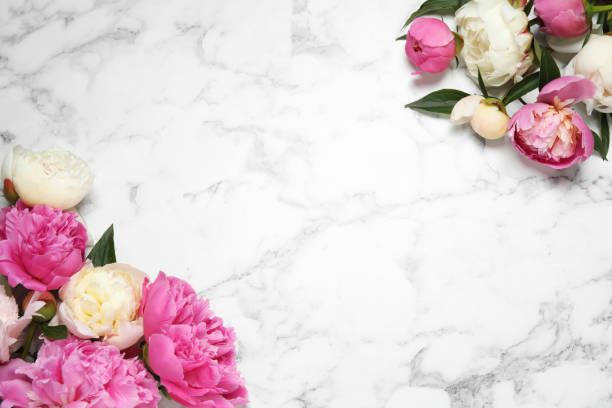 istock Beautiful peonies on white marble background, flat lay. Space for text 1346339411