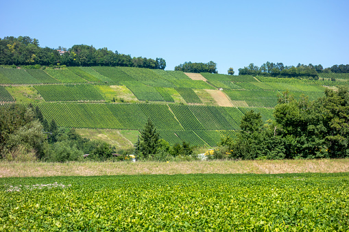 Sunny vineyard scenery around Niedernhall, a town in the Hohenlohe district in Southern Germany