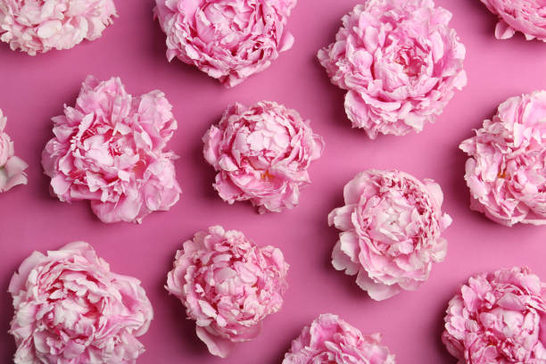istock Beautiful peonies on pink background, flat lay 1346339457