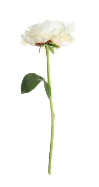 istock Beautiful fragrant peony flower isolated on white 1346340338