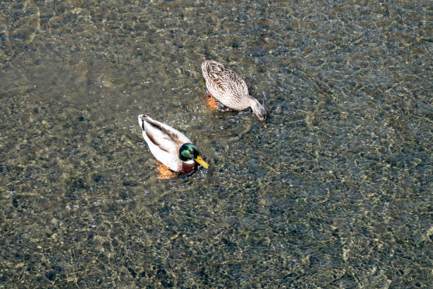 istock A pair of Mallard ducks resting motionless on a tree trunk. Sitting in the same position. 1346341875