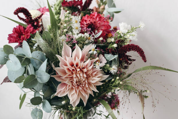 Closeup of colorful flowers. Moody autumn wedding or birthday bouquet. Pink and burgundy dahlia, cosmos and aster flowers. Amaranthus and eucalyptus foliage. Selective focus. White wall. stock photo