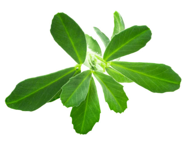istock Fenugreek (Trigonella foenum-graecum, T. caerulea) plant, isolated 1346345306