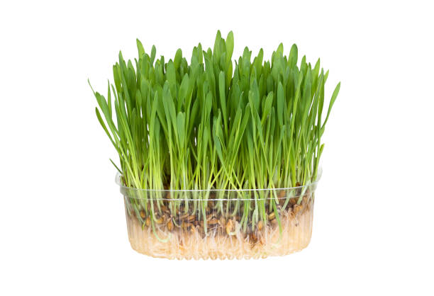白い背景に隔離された新鮮な緑の草 - ground green wheatgrass isolated ストックフォトと画像