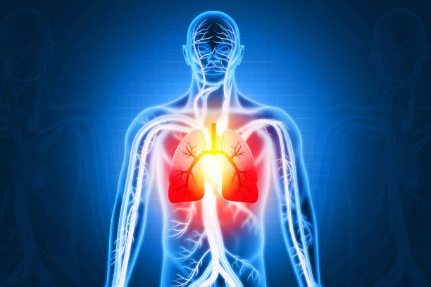 istock Human Respiratory System Lungs Anatomy. 3d illustration 1346354060